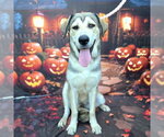 *AMBERLYN - Female Labsky Dog for Adoption - Small photo