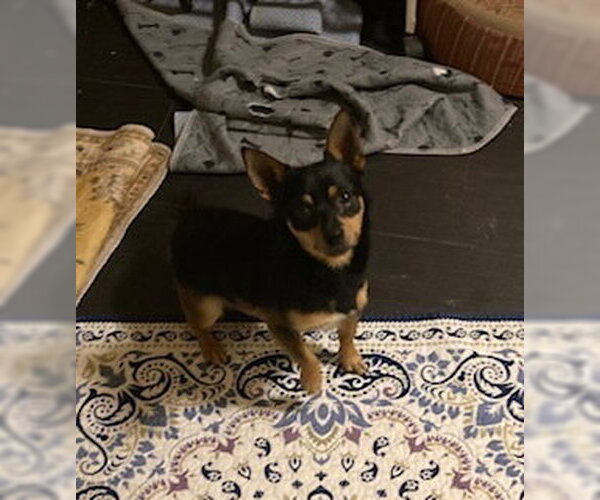 Medium Photo #2 Chihuahua-Unknown Mix Puppy For Sale in Silver Spring, MD, USA