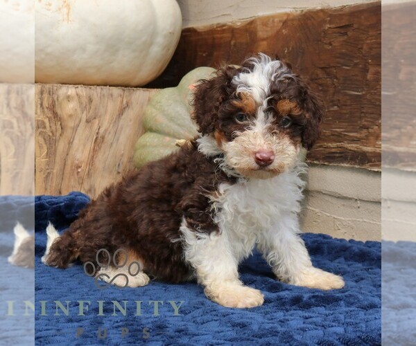 Medium Photo #4 Bernedoodle (Miniature) Puppy For Sale in NARVON, PA, USA