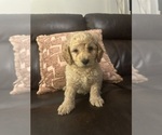 Small #21 Cock-A-Poo-Maltipoo Mix