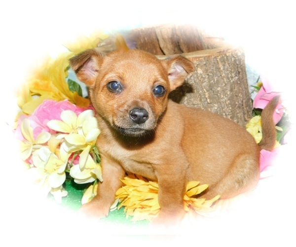 Medium Photo #2 Chihuahua-Pom Terrier Mix Puppy For Sale in HAMMOND, IN, USA