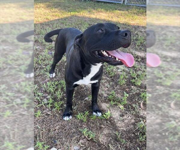 Medium Photo #3 Mutt Puppy For Sale in Augusta, GA, USA