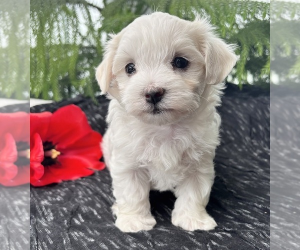Medium Photo #4 Maltese Puppy For Sale in ROCK STREAM, NY, USA