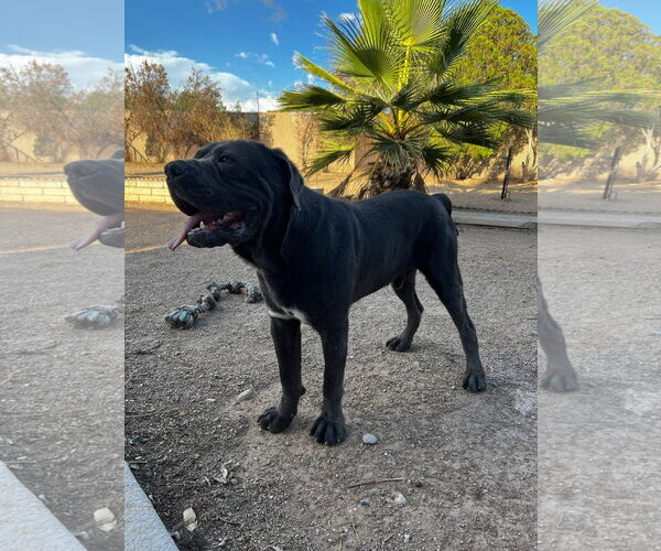 Medium Photo #3 Mutt Puppy For Sale in Goodyear, AZ, USA