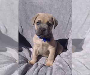 Cane Corso Puppy for sale in MINERAL WELLS, WV, USA