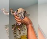 Small #1 American Bully