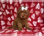 Small #6 Goldendoodle (Miniature)