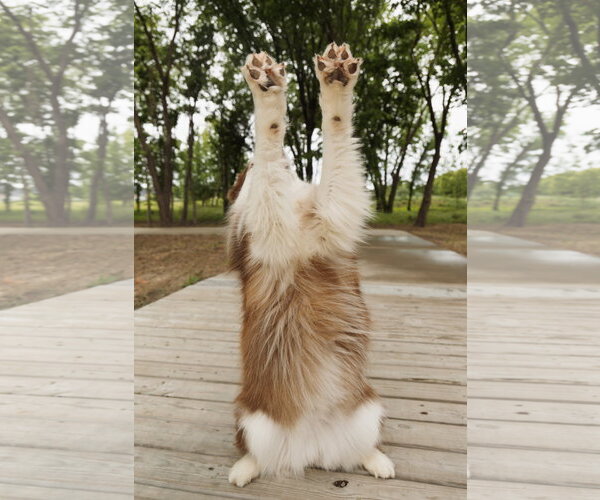 Medium Photo #6 Siberian Husky Puppy For Sale in Carrollton, TX, USA
