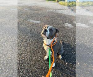 American Pit Bull Terrier-Unknown Mix Dogs for adoption in Calgary, Alberta, Canada