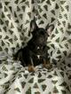 Small Photo #2 French Bulldog Puppy For Sale in FLUSHING, NY, USA