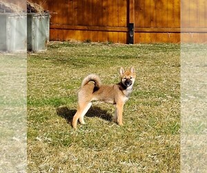 Shiba Inu Dog for Adoption in NAMPA, Idaho USA