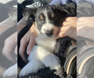 Border-Aussie Puppy for sale in MIAMI, FL, USA