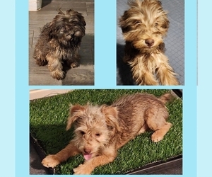 Poodle (Toy)-Yorkshire Terrier Mix Puppy for sale in BLUE MOUND, TX, USA