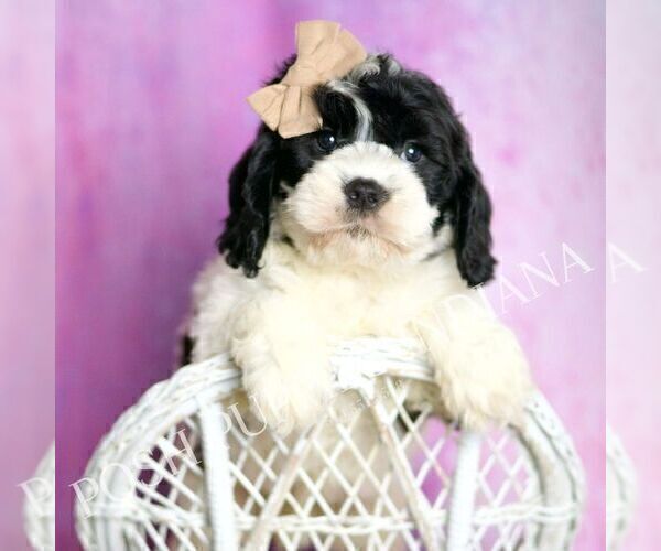 Medium Photo #2 Cavapoo (Miniature) Puppy For Sale in WARSAW, IN, USA