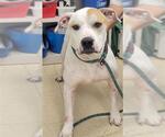 Small American Bulldog Mix