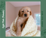 Puppy Light Pink Golden Retriever