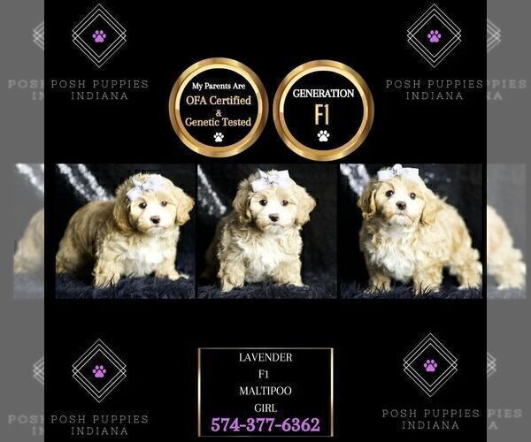 Medium Photo #97 Maltipoo Puppy For Sale in WARSAW, IN, USA