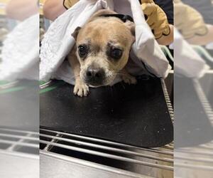 Chihuahua Dogs for adoption in Riverside, CA, USA