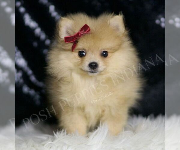 Medium Photo #74 Pomeranian Puppy For Sale in WARSAW, IN, USA