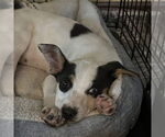 Small Photo #1 Mutt Puppy For Sale in Fargo, ND, USA