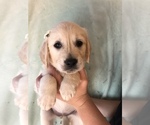 Small Photo #1 English Cream Golden Retriever Puppy For Sale in ROSEVILLE, CA, USA