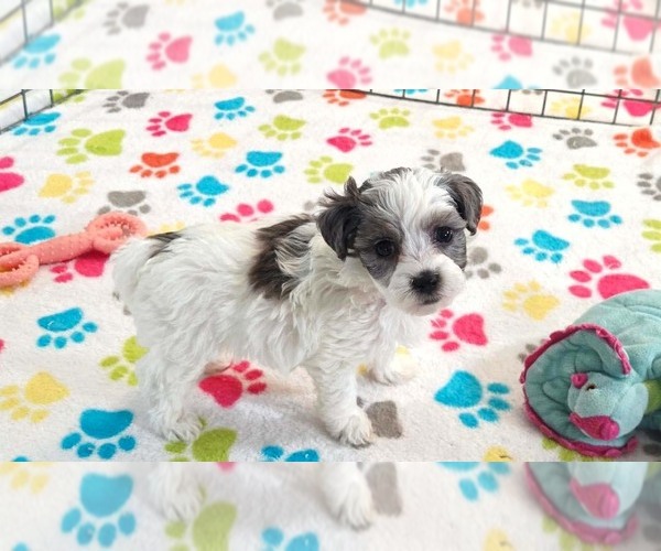 Medium Photo #3 Havapoo Puppy For Sale in ORO VALLEY, AZ, USA