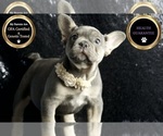 Small Photo #105 French Bulldog Puppy For Sale in WARSAW, IN, USA