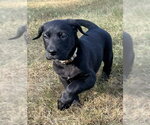 Small #2 Labrador Retriever Mix