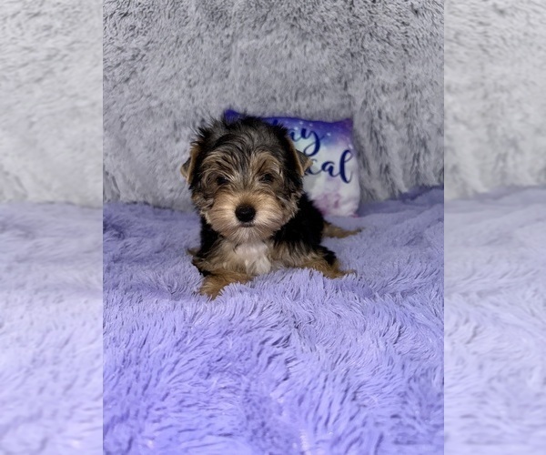 Medium Photo #5 Yorkshire Terrier Puppy For Sale in SANDY HOOK, KY, USA