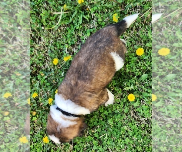 Medium Photo #4 Saint Bernard Puppy For Sale in TURLOCK, CA, USA