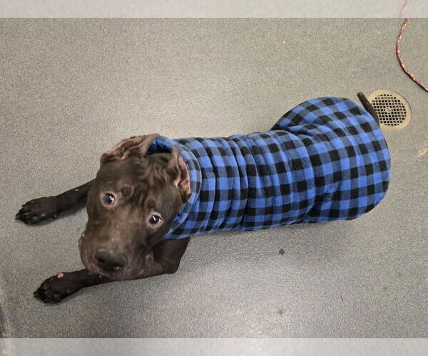 Medium Photo #26 Mastiff-Unknown Mix Puppy For Sale in Glen Allen, VA, USA