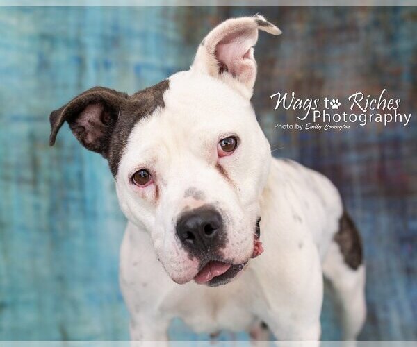 Medium Photo #1 American Bulldog-Unknown Mix Puppy For Sale in Anniston, AL, USA