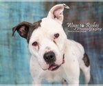 Small American Bulldog Mix