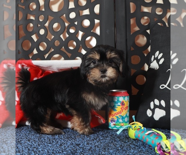 Medium Photo #4 Shorkie Tzu Puppy For Sale in MOUNT VERNON, OH, USA