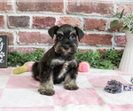 Small Photo #6 Schnauzer (Miniature) Puppy For Sale in SYRACUSE, IN, USA