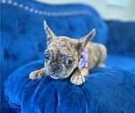 Small Photo #10 French Bulldog Puppy For Sale in PITTSBURGH, PA, USA