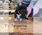 Puppy Tangerine Labrenees