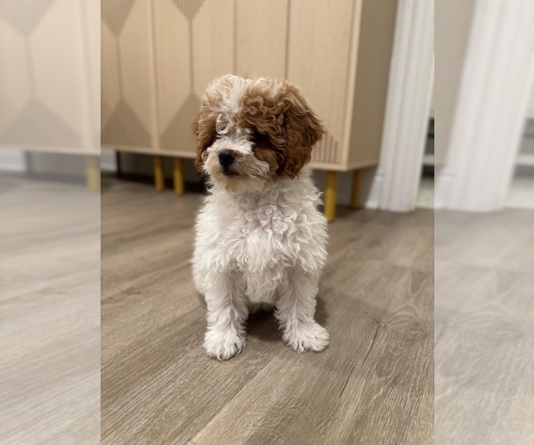 Medium Photo #1 Poodle (Miniature) Puppy For Sale in CHICAGO, IL, USA