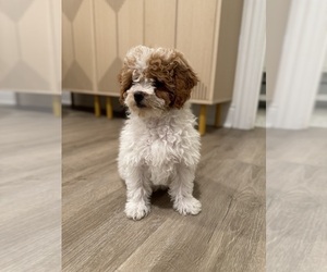 Poodle (Miniature) Puppy for Sale in CHICAGO, Illinois USA