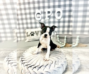 Boston Terrier Puppy for sale in MARIETTA, GA, USA