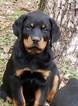 Small Photo #6 Rottweiler Puppy For Sale in WESLEY, AR, USA