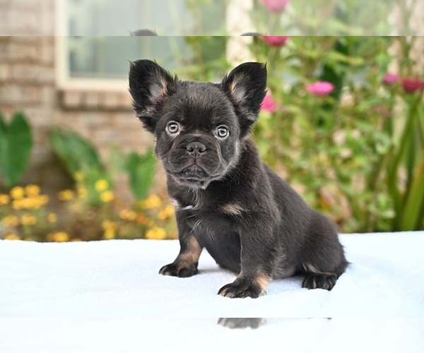 Medium Photo #19 French Bulldog Puppy For Sale in DECATUR, GA, USA