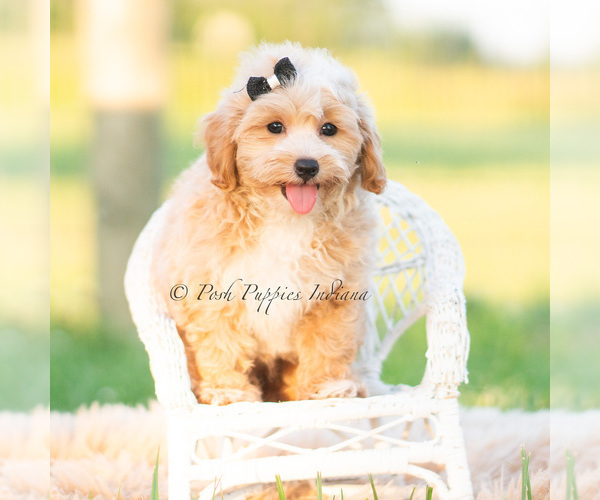 Medium Photo #54 Maltipoo (Miniature) Puppy For Sale in WARSAW, IN, USA