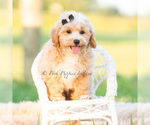 Small Photo #54 Maltipoo (Miniature) Puppy For Sale in WARSAW, IN, USA