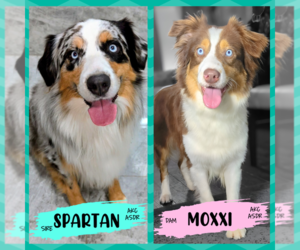Mother of the Australian Shepherd puppies born on 08/02/2025