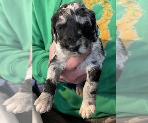 Goldendoodle-Poodle (Miniature) Mix Puppy for sale in FLAT ROCK, NC, USA