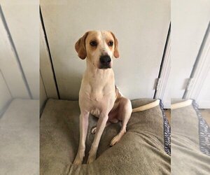 Beagle-Treeing Walker Coonhound Mix Dogs for adoption in Zellwood, FL, USA
