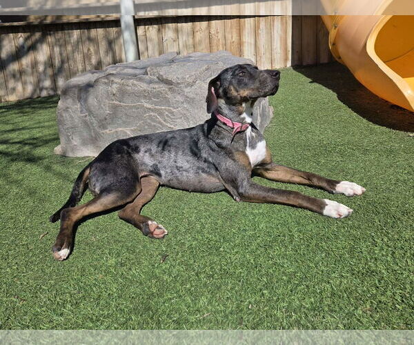 Medium Photo #3 Catahoula Leopard Dog-Unknown Mix Puppy For Sale in Coralville, IA, USA