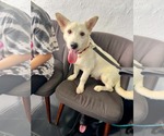 Small Mutt
