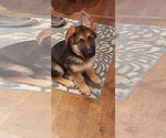 Small #40 German Shepherd Dog
